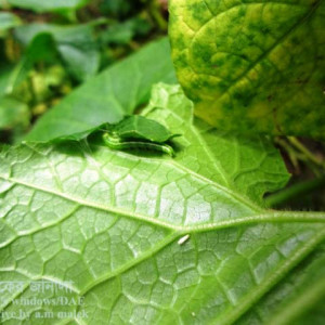 চালকুমড়ার পাতামোড়ানো পোকা